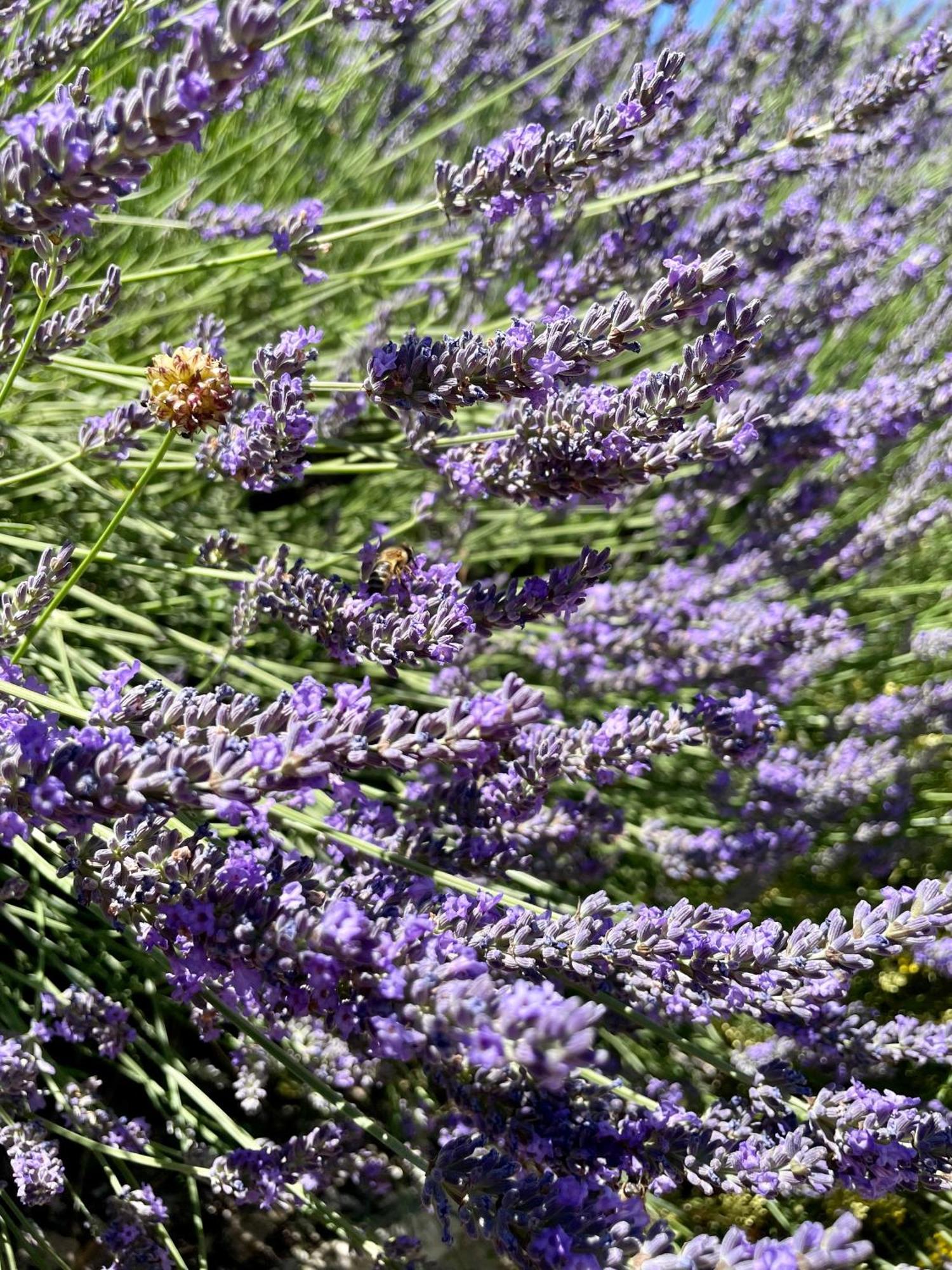 Gite L'Inattendu Vacheres Luaran gambar
